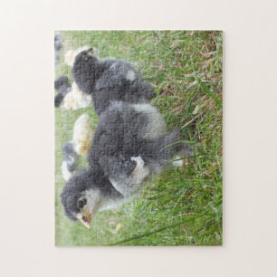Tier, Küken, Huhn, Bauernhof, niedlich, Vogel, Bab