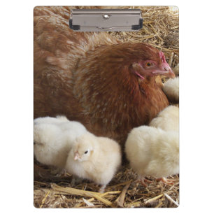 Tier, Küken, Huhn, Bauernhof, niedlich, Vogel, Bab Klemmbrett