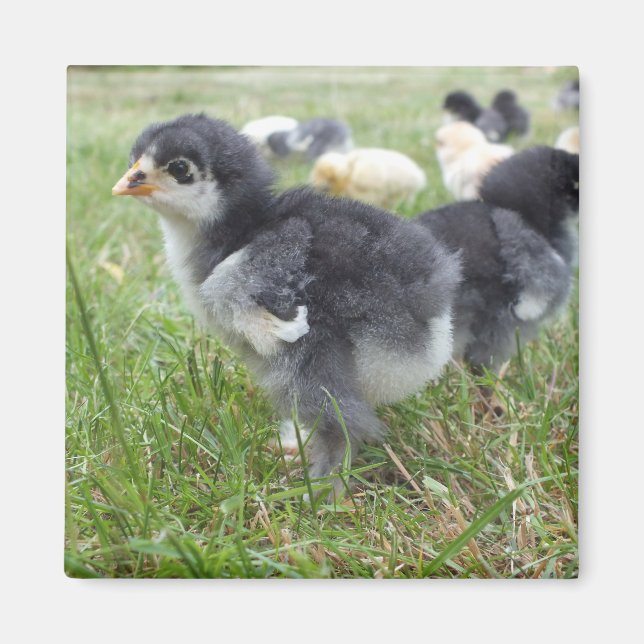 Tier, Küken, Huhn, Bauernhof, niedlich, Vogel, Bab Magnet (Vorne)