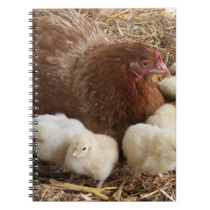 Tier, Küken, Huhn, Bauernhof, niedlich, Vogel, Bab Notizblock