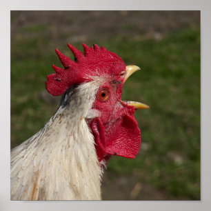 Tier, Küken, Huhn, Bauernhof, niedlich, Vogel, Bab Poster