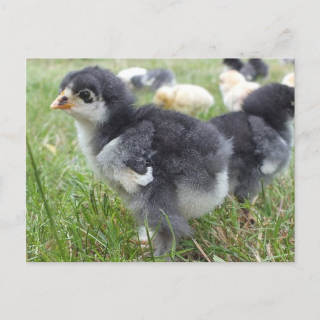Tier, Küken, Huhn, Bauernhof, niedlich, Vogel, Bab Postkarte (Vorderseite)