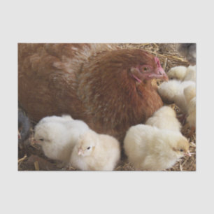 Tier, Küken, Huhn, Bauernhof, niedlich, Vogel, Bab Seidenpapier