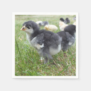 Tier, Küken, Huhn, Bauernhof, niedlich, Vogel, Bab Serviette