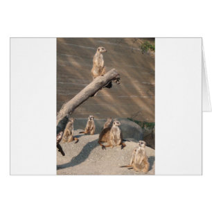 Tier-wilde Säugetiere Meerkat