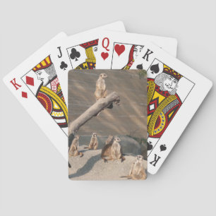 Tier-wilde Säugetiere Meerkat Spielkarten