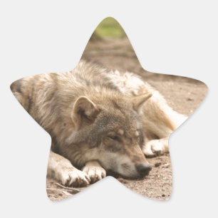 Tier Wolf Frieden Liebe Wild Land Natur Stern-Aufkleber
