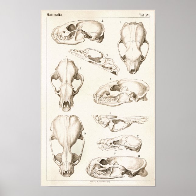 Tierärztliche Anatomie von Säugetieren Poster (Vorne)