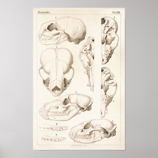 Tierärztliche Anatomie von Säugetieren Poster (Vorne)