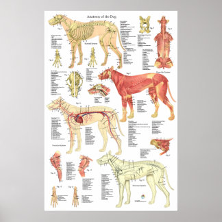Tierarztmuskel Skelettanatomie Poster