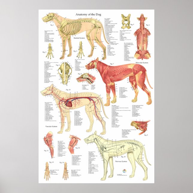 Tierarztmuskel Skelettanatomie Poster (Vorne)