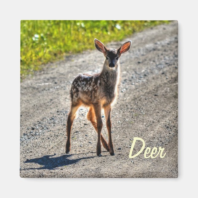 Tierdesign von Male Deer Fawn Magnet (Vorne)