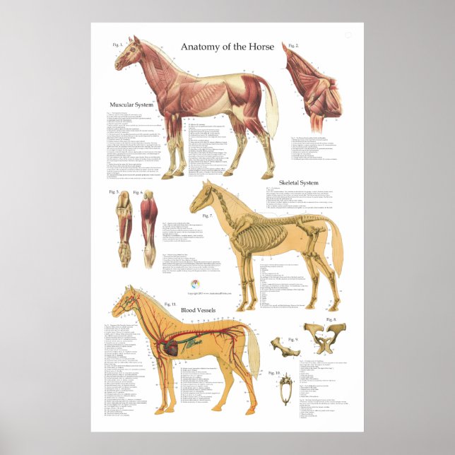 Tierdiagramm zur Skelettanatomie Poster (Vorne)