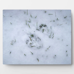 Tierdrucke im Schnee Fotoplatte