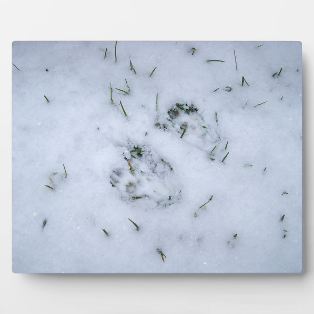 Tierdrucke im Schnee Fotoplatte (Vorderseite)