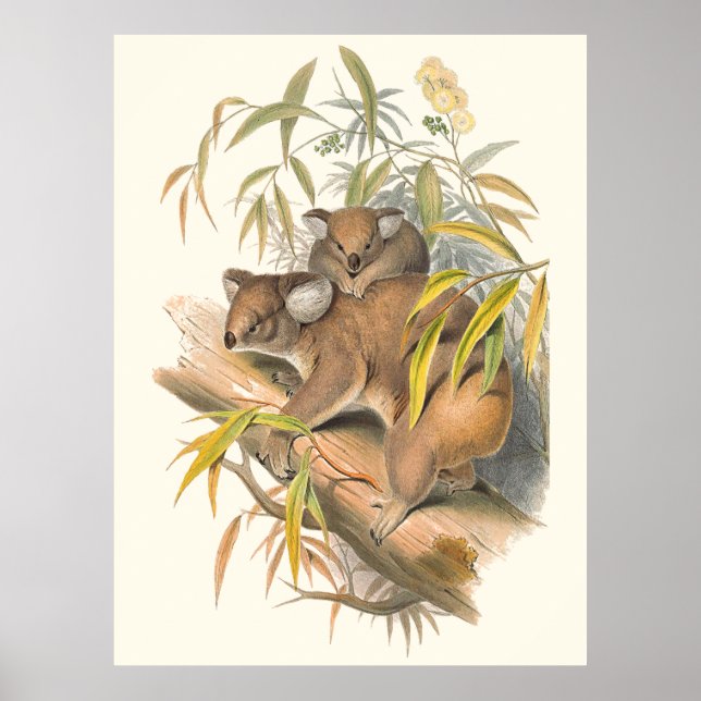 Tiere aus Australien, Koala Poster (Vorne)