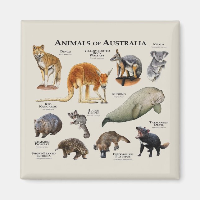 Tiere aus Australien Magnet (Vorne)