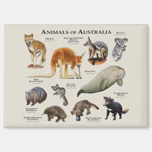 Tiere aus Australien Magnet (Vorderseite)