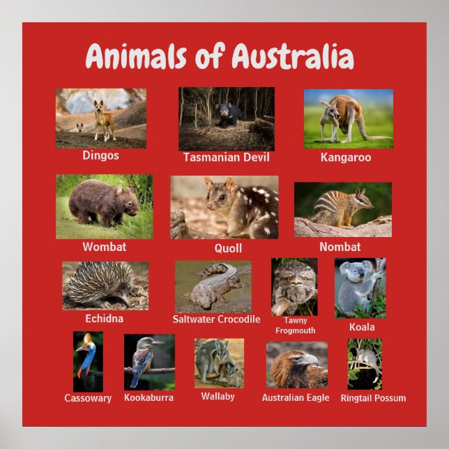 Tiere aus Australien Poster (Vorne)