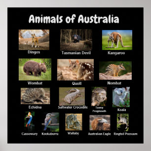 Tiere aus Australien Poster