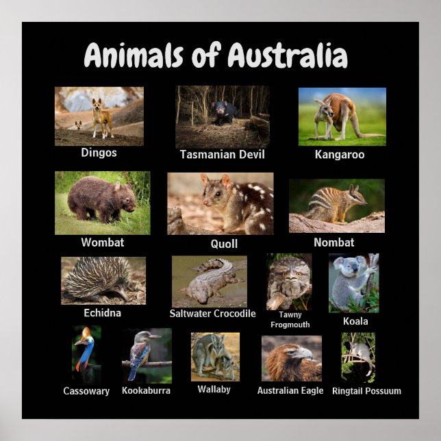 Tiere aus Australien Poster (Vorne)