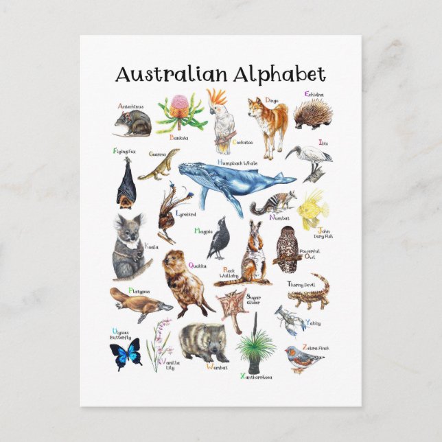 Tiere aus Australien Postkarte (Vorderseite)