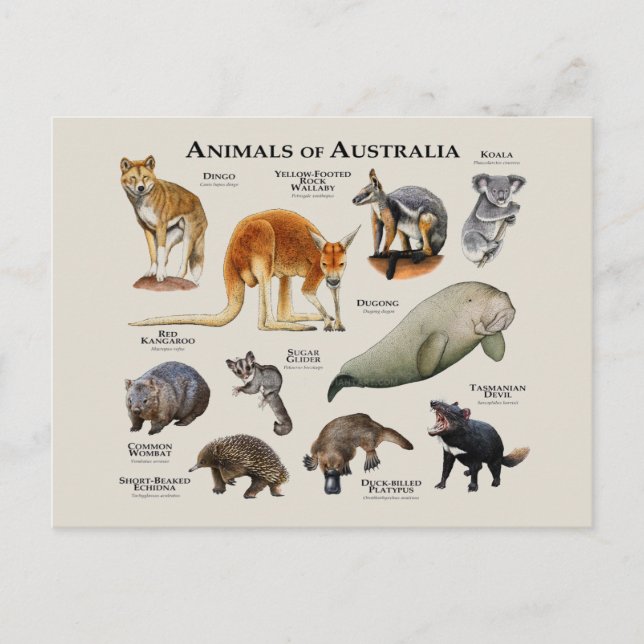 Tiere aus Australien Postkarte (Vorderseite)