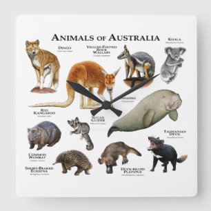 Tiere aus Australien Quadratische Wanduhr