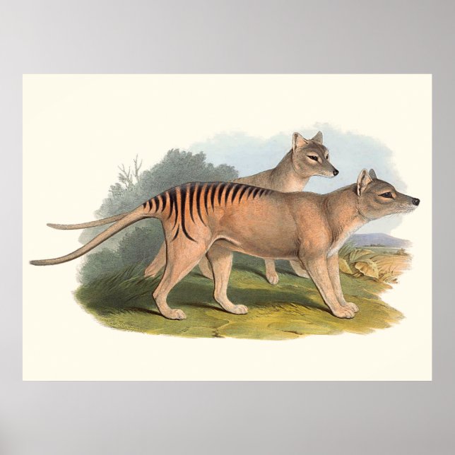 Tiere aus Australien, Tasmanischer Tiger Poster (Vorne)
