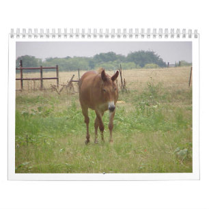 Tiere Calander Kalender