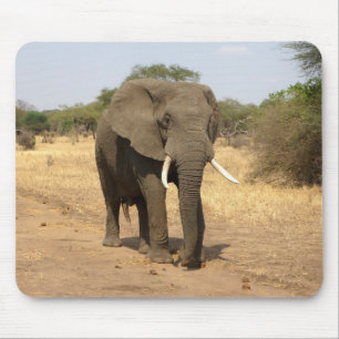 Tiere, Elefanten, Natur Mousepad