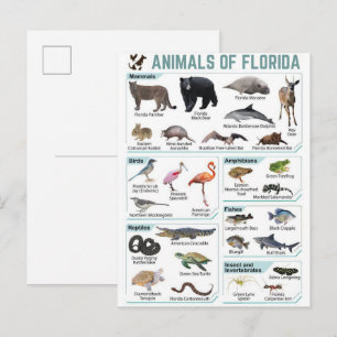 Tiere Floridas, Florida USA Wildtiere  Postkarte