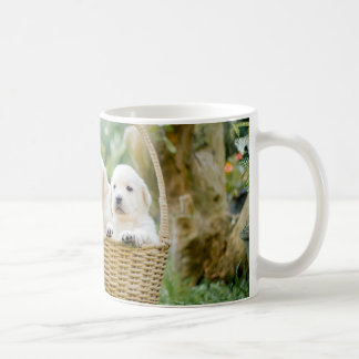 Tiere Haustiere Hunde von Welpen Kaffeetasse
