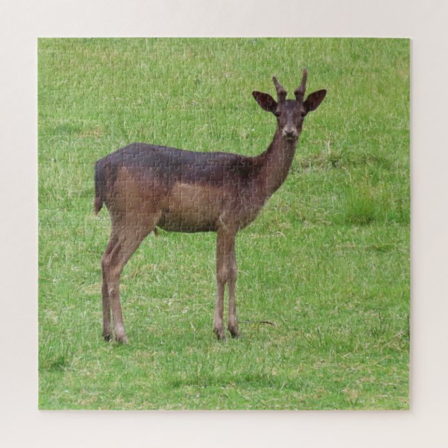 Tiere, Hirsche, Natur, wild lebende Tiere, Jungtie (Vertikal)