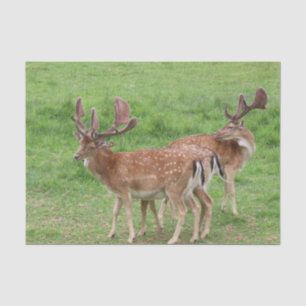 Tiere, Hirsche, wild lebende Tiere, Wald, Wiese, J Seidenpapier