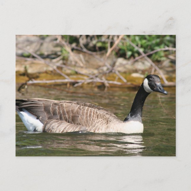 Tiere Postkarte (Vorderseite)