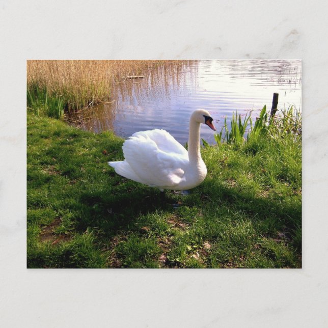 Tiere Postkarte (Vorderseite)