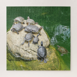Tiere, Reptilien, Schildkröten, Wasser, Natur, Pfl