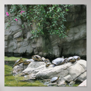 Tiere, Wasser, Schildkröten, Steine, Blume, Natur, Poster