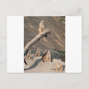 Tiere Wilde Säugetiere Meerkat Postkarte