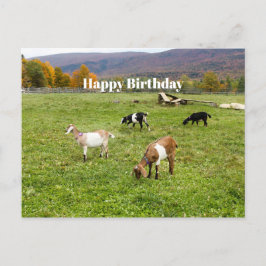 Tiere Ziegen Weiden Vermont Foto Geburtstag Postkarte