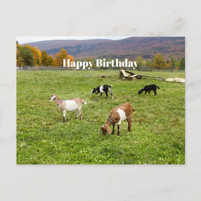 Tiere Ziegen Weiden Vermont Foto Geburtstag Postkarte (Vorderseite)