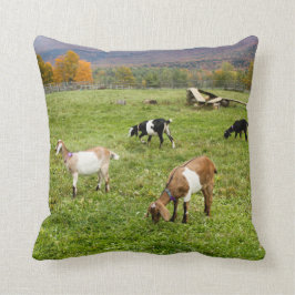 Tiere Ziegen Weiden Vermont Foto Kissen