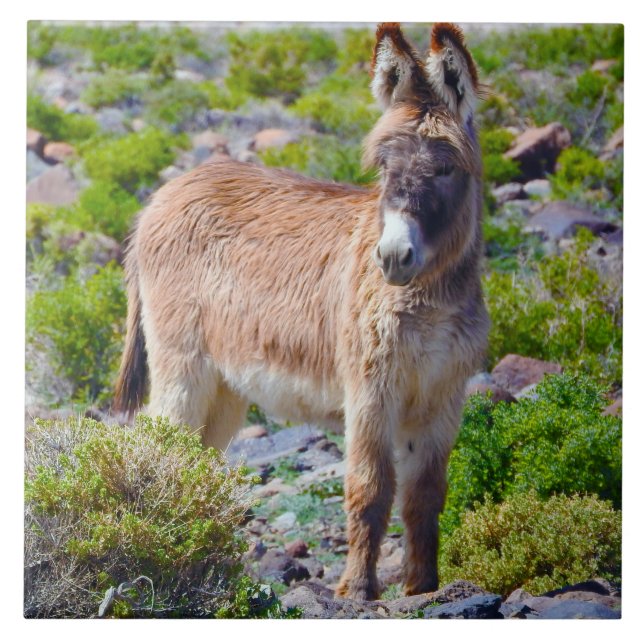 Tierfliese, Keramik, wilde Burros, Esel Fliese (Vorderseite)