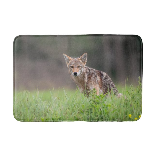 Tierfotografie, Brauner Coyote Badematte (Vorderseite)