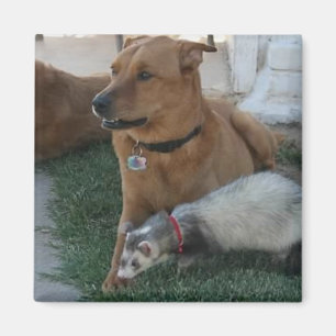 Tierfreund-Magnet mit Frettchen und dem Hund! Magnet