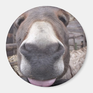 Tierische Linie - burriquito Arre Magnet