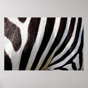 Tierische Zebra-Streifen Säugetier-Pferd Poster