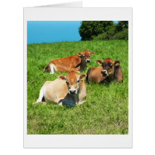 Tierkarte für drei Kühe aus Jersey