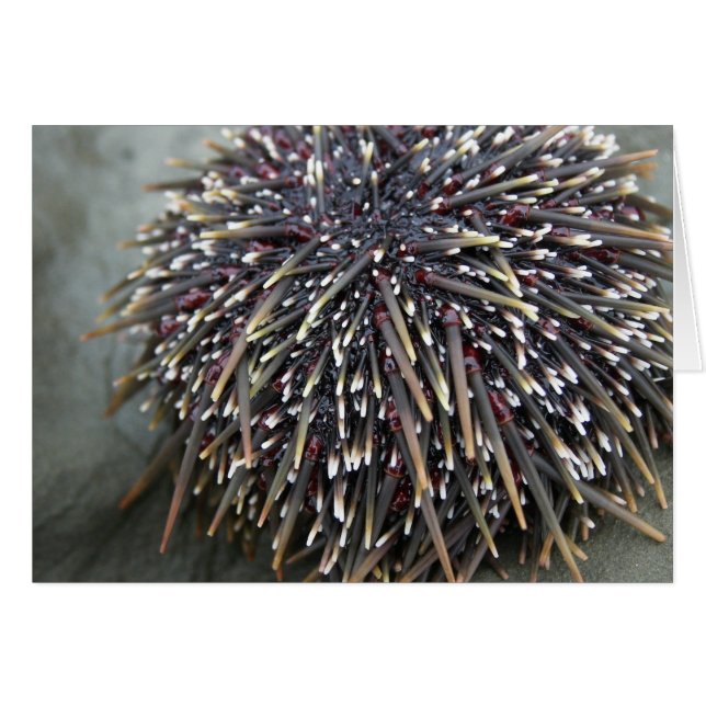 Tierkarten, Seeigel (Vorderseite (Horizontal))